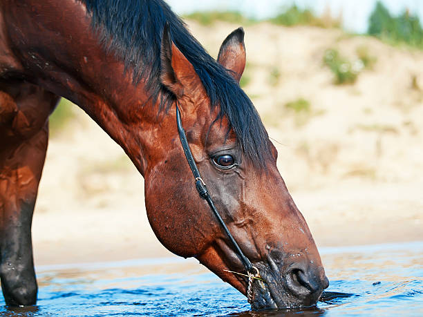 istock swimming nice bay horse in lake 459375355