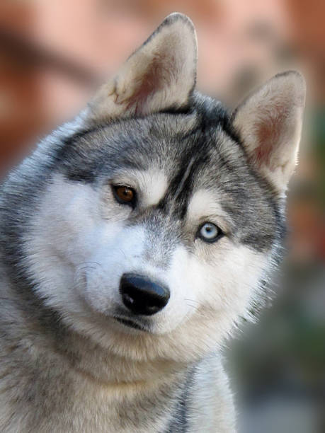 istock Siberian husky in the foreground 459375493