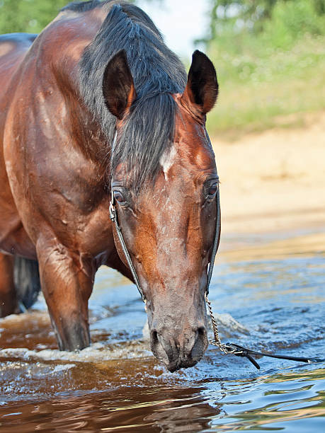 istock swimming nice bay horse in lake 459377883