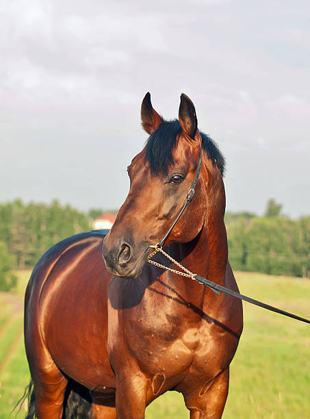 istock portrait of nice bay horse 459379155