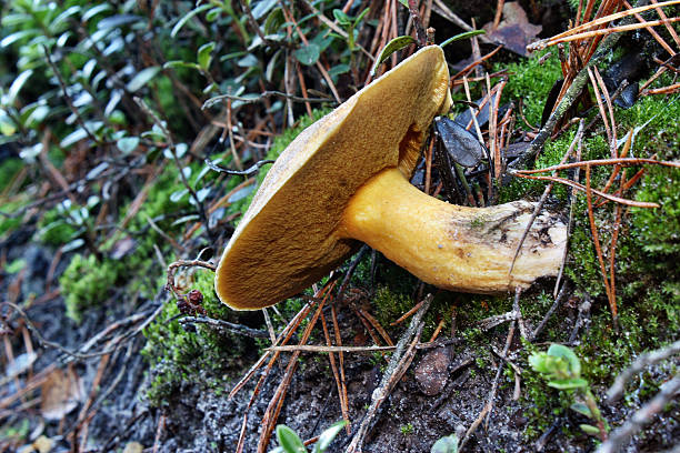 Mushroom suillus variegatus Mushroom suillus variegatus  in the forest suillus variegatus stock pictures, royalty-free photos & images