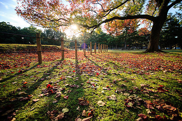 Autumn Japanese garden with maple in Kyoto,Japan