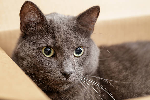 istock british shorthair cat in the box 459381545