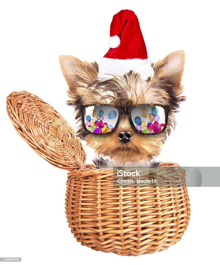 christmas dog as santa in a basket christmas dog as santa in a basket on a white background Christmas Stock Photo