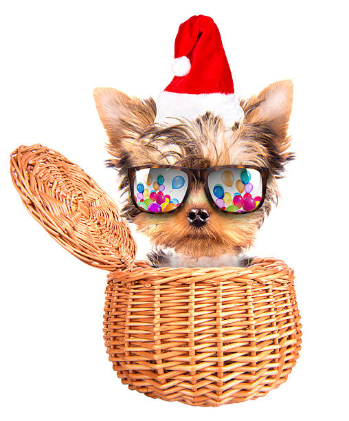 christmas dog as santa in a basket christmas dog as santa in a basket on a white background lieke klaus stock pictures, royalty-free photos & images