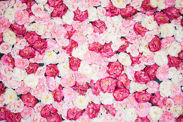 background full of white and pink peonies