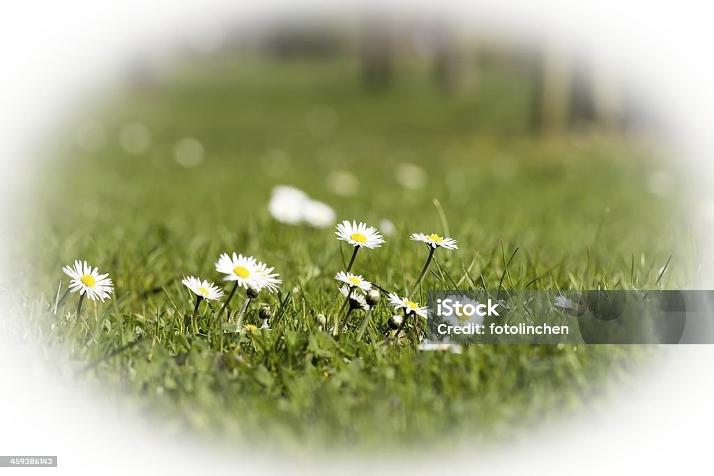 Gänseblümchen - Lizenzfrei Blume Stock-Foto