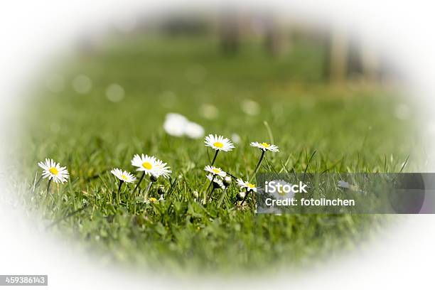 Gänseblümchen Stockfoto und mehr Bilder von Blume - Blume, Formatfüllend, Fotografie