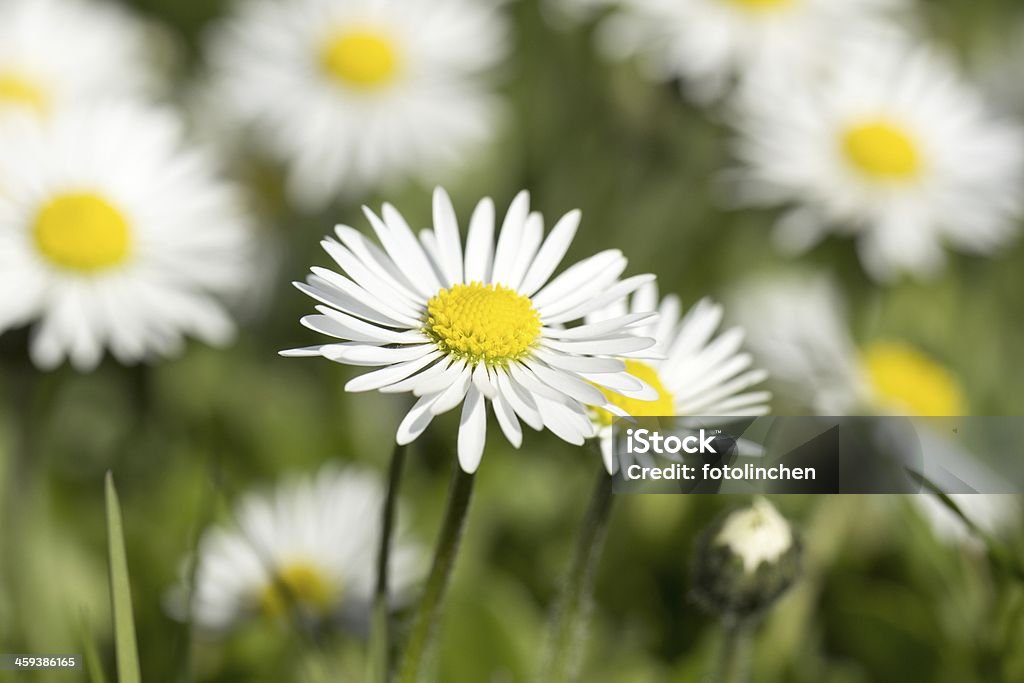 Gänseblümchen - Lizenzfrei Blume Stock-Foto