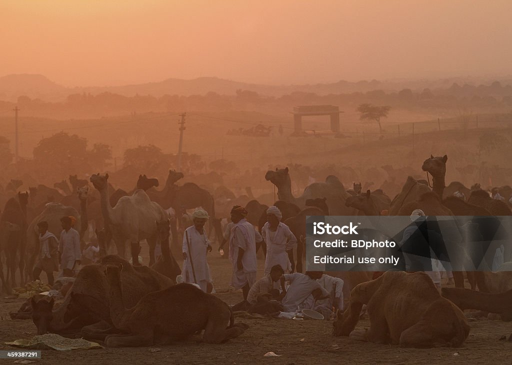 sunset in Pushkar, India Pushkar, India - November 4, 2011.  Indian herders walk between camels during the camel fair. The Pushkar fair is an annual five-day event and one of the world\'s largest camel fairs, with over 50,000 camels brought in from around the region. Apart from the buying and selling of livestock, Pushkar lake is an important Hindu pilgrimage spot with thousands of Hindus coming to take a dip in the and pray to the deities Agricultural Fair Stock Photo