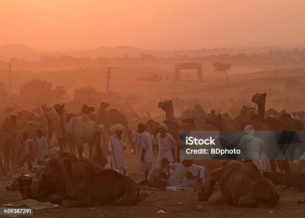Sunset In Pushkar India Stock Photo - Download Image Now - Agricultural Fair, Animal, Camel