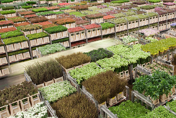 AALSMEER, THE NETHERLANDS - 06 SEPTEMBER 2022.  Aalsmeer Flower Auction is the largest flower auction in the world; Around 20 million flowers are sold here daily.