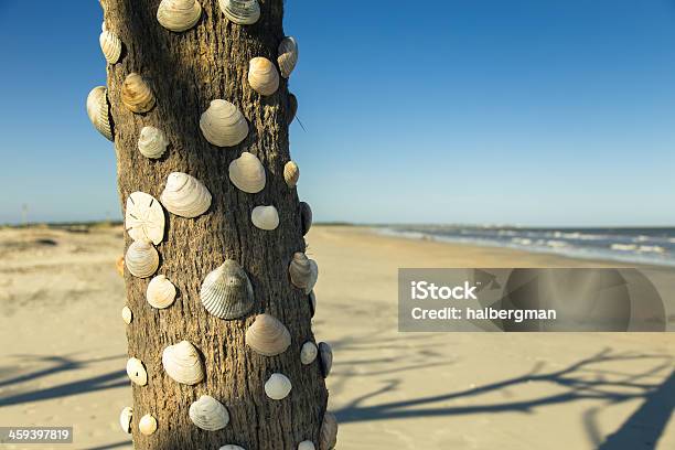 C Shell Tree Shell Tree Stock Photo - Download Image Now - Animal Shell, Aspirations ...