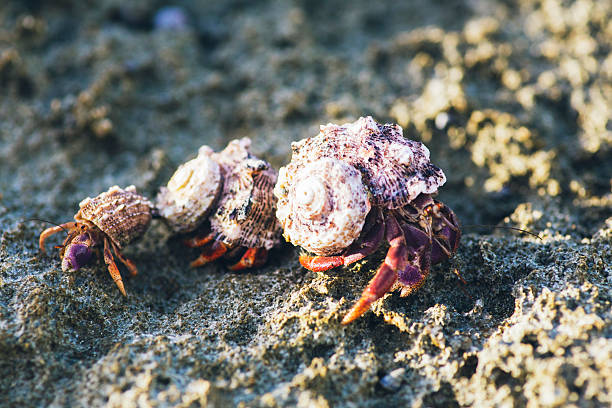 cangrejo ermitaño - land hermit crab fotografías e imágenes de stock