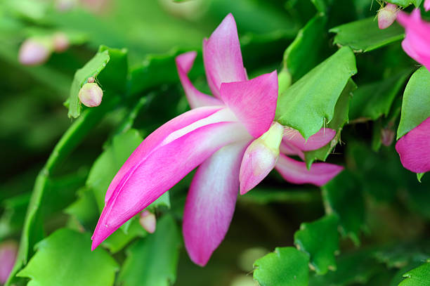 istock Buds of Christmas Cactus 459400065