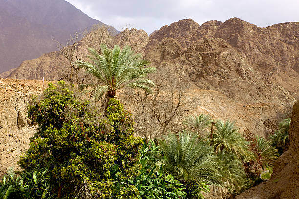 istock UAE: date palms and fruit trees in Arabian desert wadi. 459400523