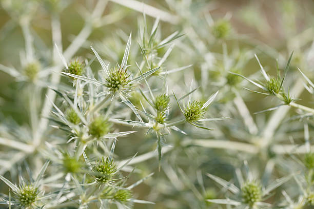 Field Erynge (Eryngium campestre) An erect, short to medium perennial. Basal leaves leathery and usually persistent, oval in outline, 3-lobed, the terminal lobe pinnately-divided and with opposite lobes, spiny-toothed; stem leaves unstalked, clasping the stem. Flowers pale greenish-white, in dense rounded heads 10-15mm, the whole forming a flat-topped inflorescence; bracts linear-lanceolate, with or without one pair of spines. Fruit with dense, overlapping scales. millingerwaard stock pictures, royalty-free photos & images