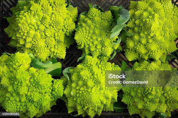 Closeup Di Raccolta Organic Romanesco Broccoli - Fotografie stock e altre immagini di Affollato - Affollato, Agricoltura, Ambientazione esterna