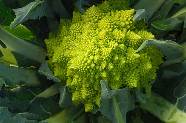 close-up of organic романеско брокколи растущих в поле - romanesco broccoli стоковые фото и изображения