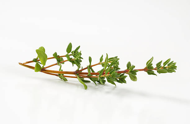 thyme branch of fresh thyme isolated on white background thyme stock pictures, royalty-free photos & images