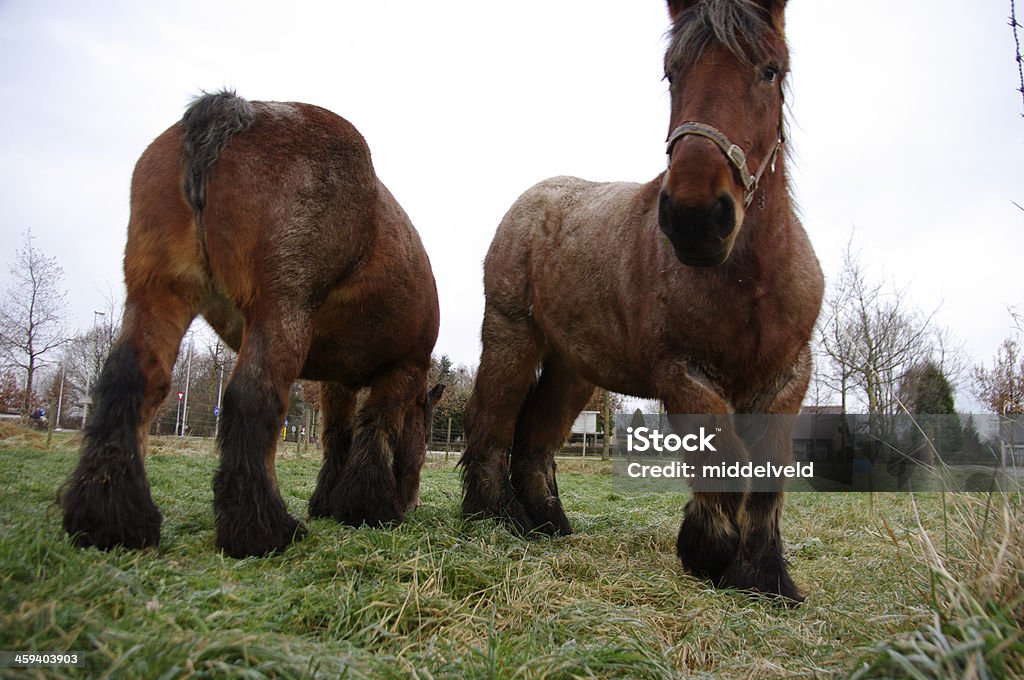 Grazing Belgian Horse Grazing Belgian Horse in winter Animal Stock Photo