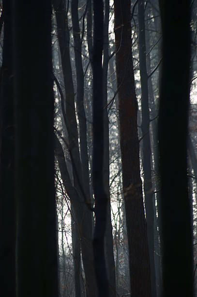 istock Autumn forest of beeches in the mist. 459404133