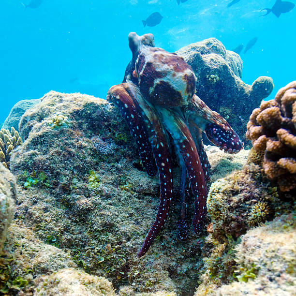 istock Octopus on Coral Tropical Reef, Maldives 459409303
