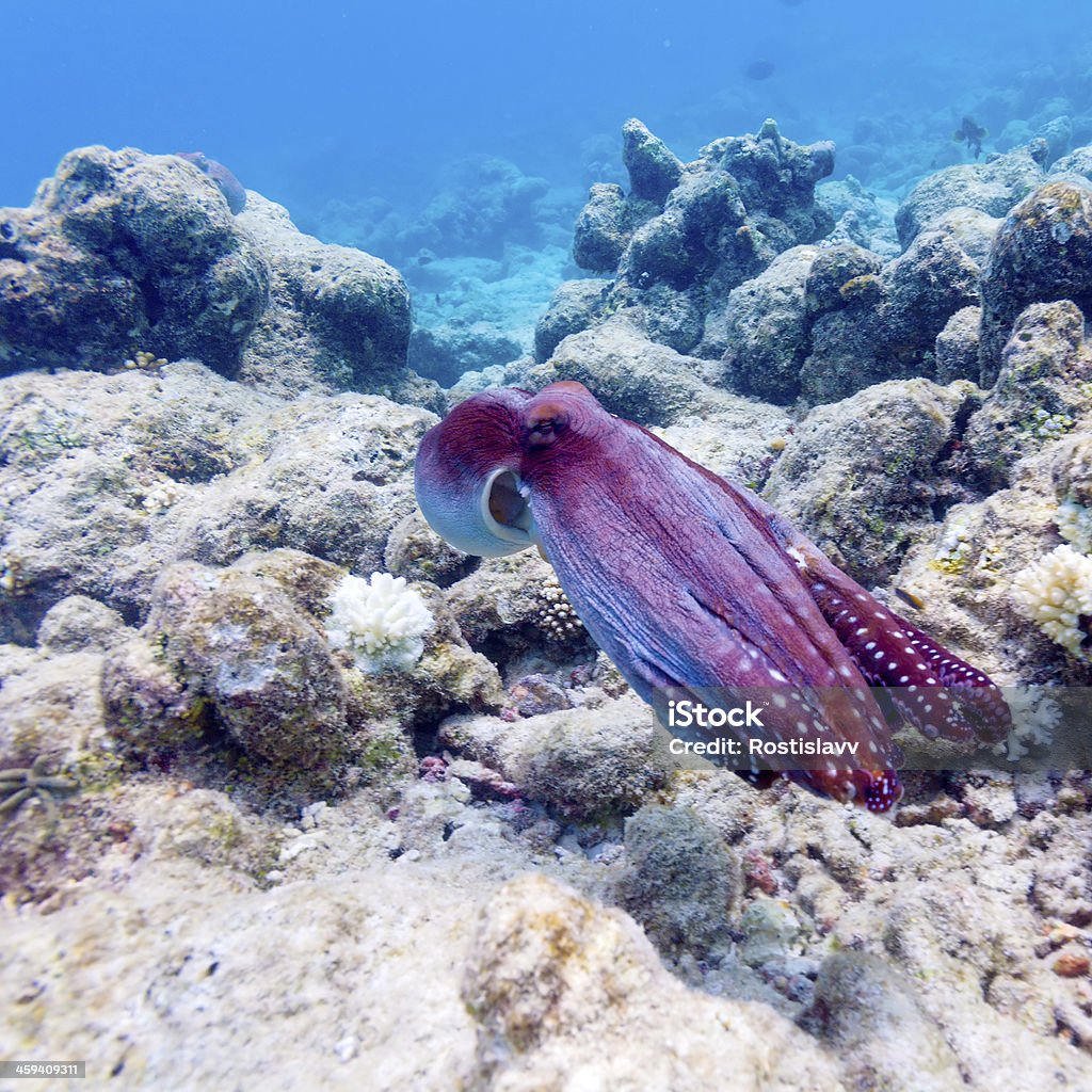 Bạch Tuộc Trên Rạn San Hô Nhiệt Đới Maldives Hình ảnh Sẵn có - Tải ...