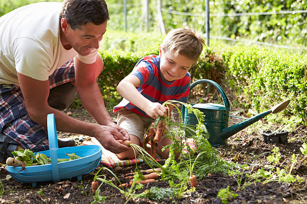 padre e figlio raccolta carote su impegno - gardening child vegetable garden vegetable foto e immagini stock