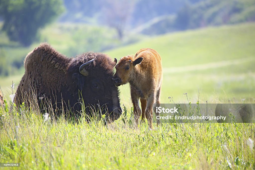 Baby buffalo bison and mom Baby buffalo or bison and mother in Theodore Roosevelt National Park in North Dakota. American Bison Stock Photo