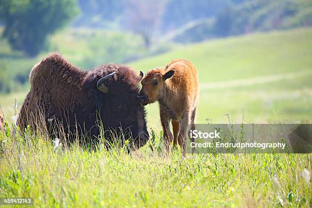 Baby Buffalo Bison And Mom Stock Photo - Download Image Now - American Bison, Animal, Animal Wildlife
