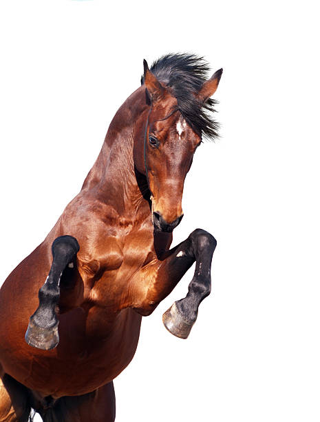 istock bay horse rearing isolated on white 459418479