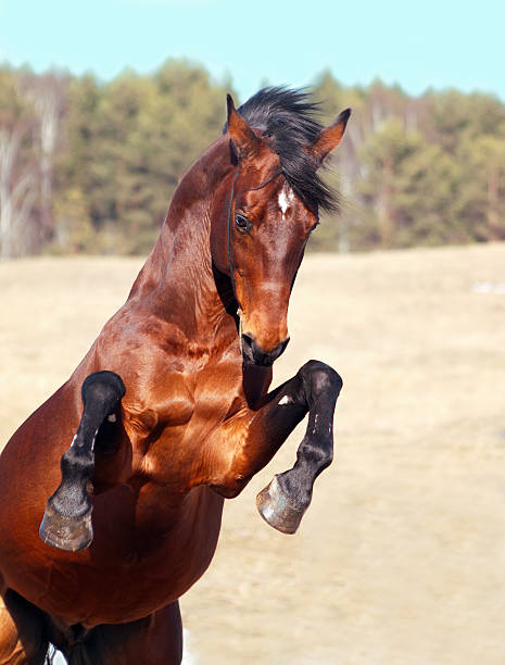 istock bay horse rearing in the field 459418501