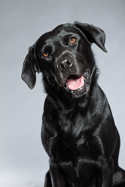 istock Young black labrador retriever dog. Studio shot. 459419893