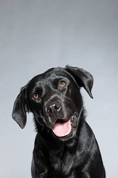 istock Young black labrador retriever dog. Studio shot. 459419973