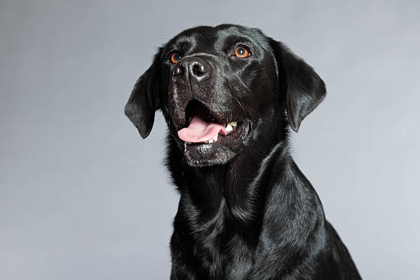 istock Young black labrador retriever dog. Studio shot. 459419985