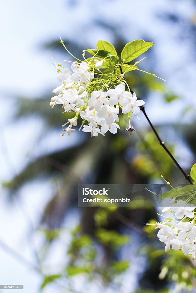 small white flower, Wrightia religiosa Benth small white flower, Wrightia religiosa Benth in the garden Drop Stock Photo