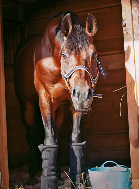 istock bay horse in stable 459424023
