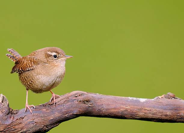 istock Winter wren on green background 459424697