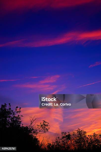 Dramatic Colorful Purple And Red Twilight Forest Back Lit Stock Photo - Download Image Now