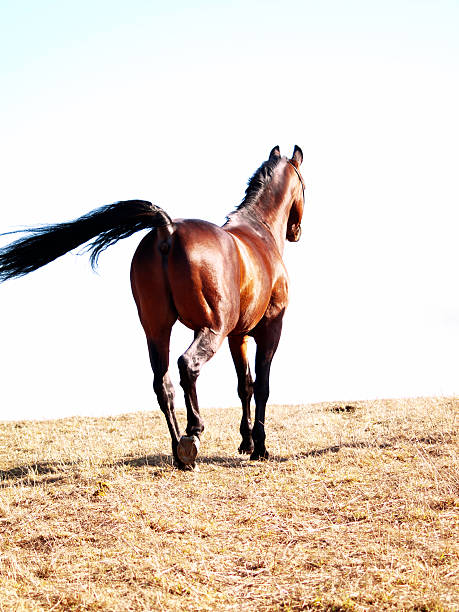 beautiful bay  horse in  meadow