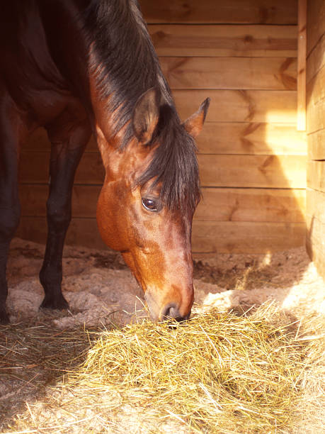 istock eating horse in loose-box 459426567