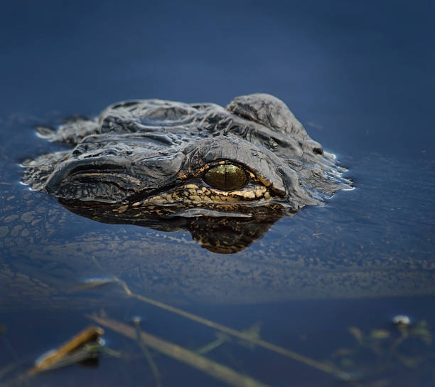 istock Alligator Head In The Water 459427375