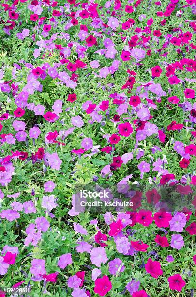 Petunia Bed Stock Photo - Download Image Now - Abundance, Annual - Plant Attribute, Backgrounds