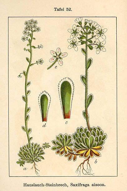 istock Botanic FiA v07 t52 Saxifraga aizoon 459431605