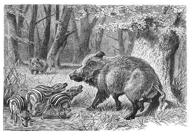 bildbanksillustrationer, clip art samt tecknat material och ikoner med engraving of wild boar with piglets from 1877 - wild boar
