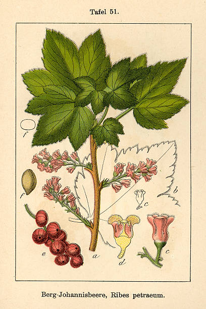 istock Botanic FiA v07 t51 Ribes petraeum 459431619