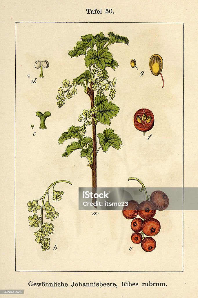 Botanic FiA v07 t50 Ribes rubrum Ribes rubrum Botany stock illustration