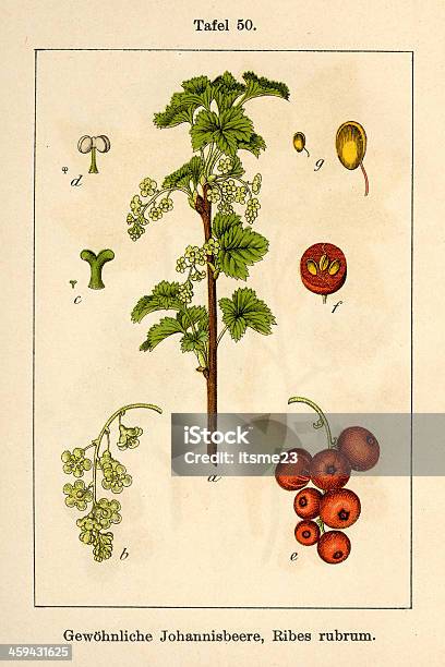 Botanic Fia V07 T50 Ribes Rubrum Stock Illustration - Download Image Now - Botany, Color Image, Etching