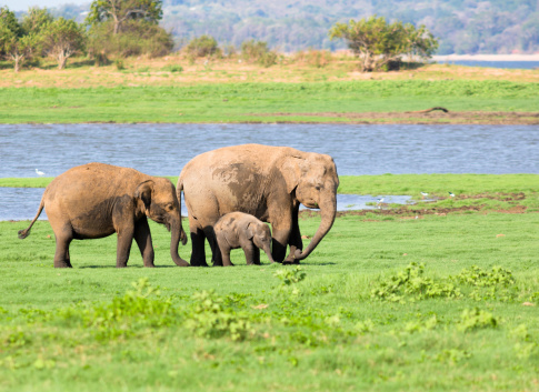 Elephant family in national park, Sri Lanka